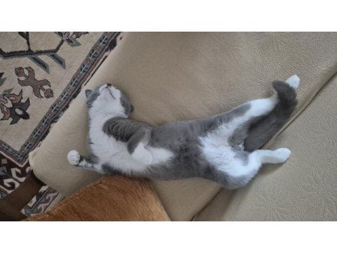 British shorthair (melez)
