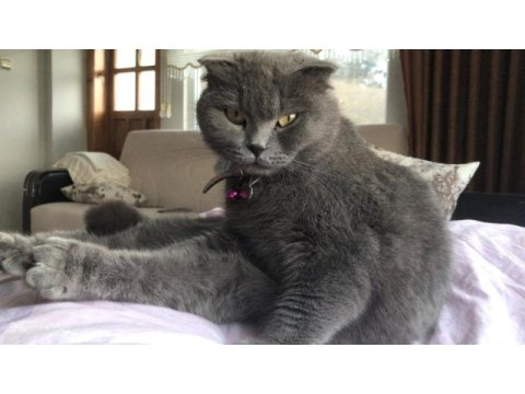 Sevimli uysal scottish fold