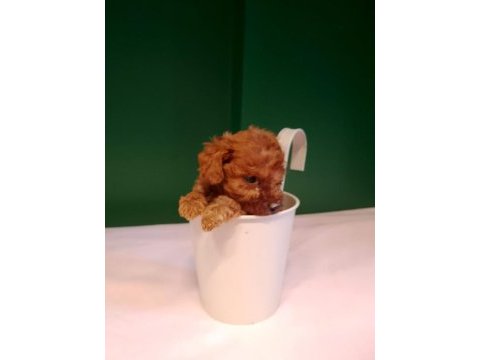 Mükemmel teacup poodle yavrularımız