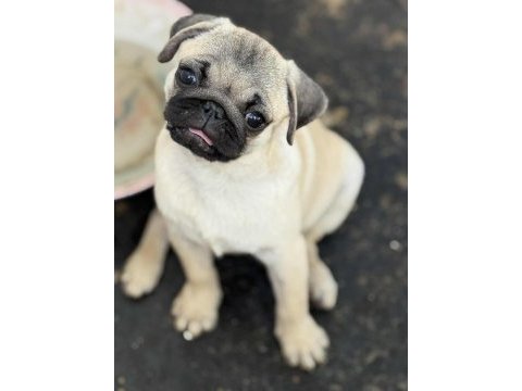 Hamburger surat pug mops gül kuyruk