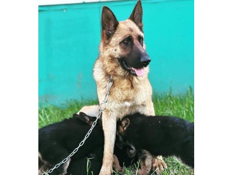 Safkan a kalite alman çoban köpeği yavrusu