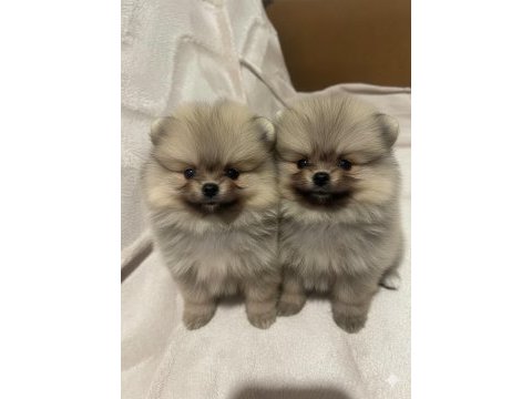 Sevimli pomeranian yavrular 