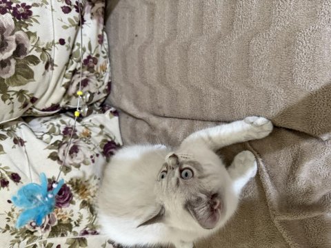 Erkek british shorthair beyaz