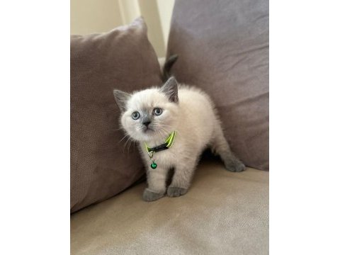 2 aylık yavru british shorthair british blue point