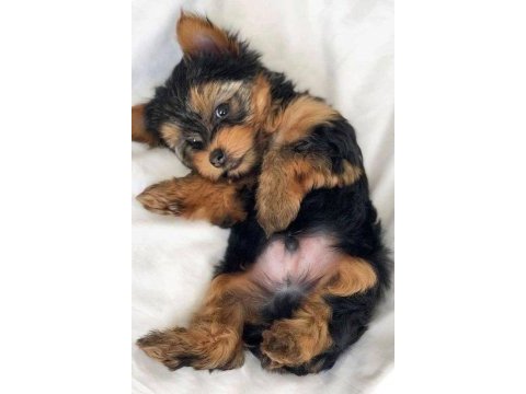 Yorkshire terrier wc eğitimli yanlız kalır sıfır numara