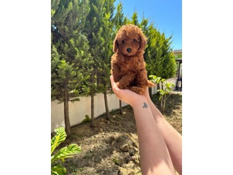 Red brown poodle ev doğum bebeklerime bakın