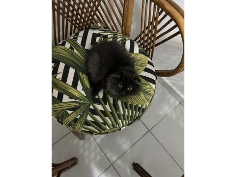 3 aylık dişi scottish fold kedimiz