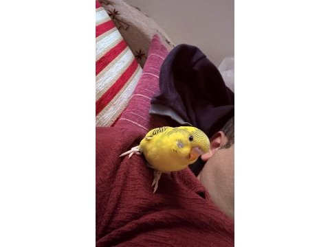 Limon sarısı jumbo kırmızı gözlü muhabbet kuşlarım