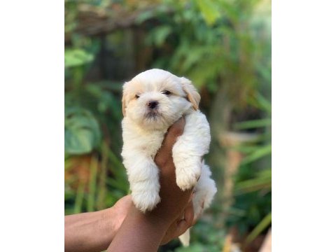 Evinizin neşesi dişi ve erkek maltipoo