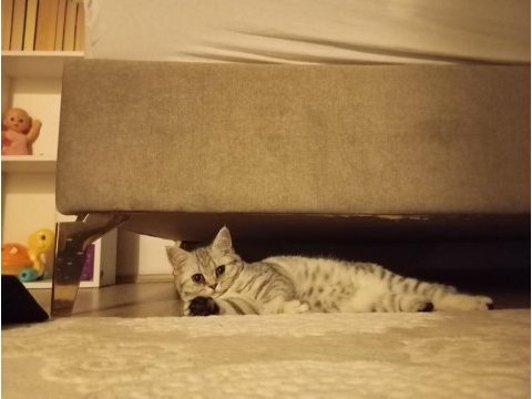 Silver tabby british shorthair