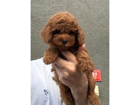 Sağlık ve ırk garantili toy poodle