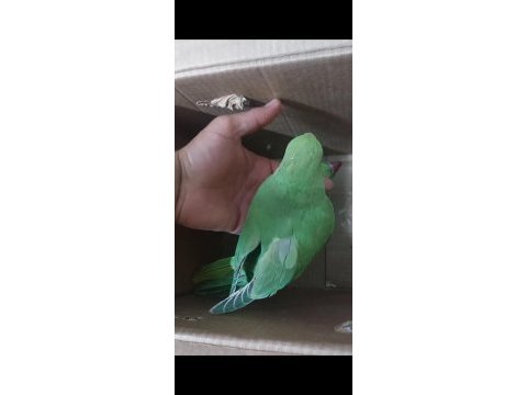 Yeme yeni düşmüş eğitime açık yavru pakistan papağanı