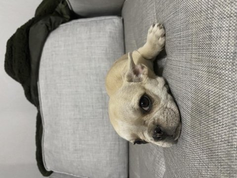 İki buçuk aylık güzeller güzeli french bulldog yavrular