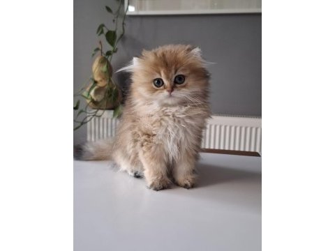 British longhair golden yavrumuz full şecereli