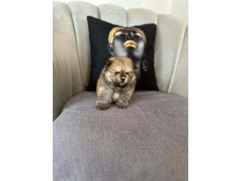 Erkek ayıcık pomeranian