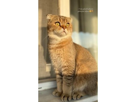 2 yaşında sağlıklı scottish fold
