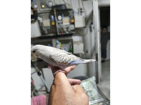 Ele alıştırmalık muhabbet kuşu