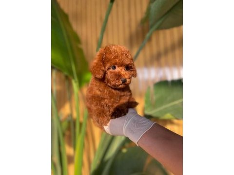 Toy poodle yavruları