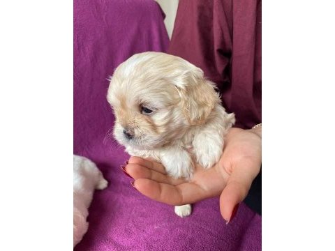 Rezervede yavru köpekler a kaliteli