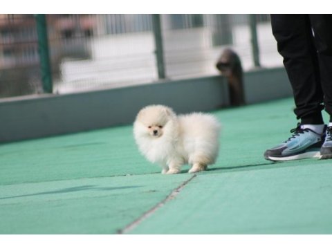 Pomeranian boo yavrular anne baba şecereli
