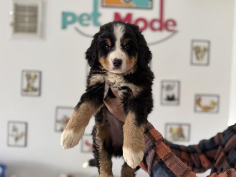 Petmode köpek çiftliğinden bernese yavrumuz