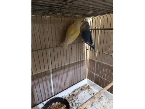 Sevda ve cennet papağanı takımlar