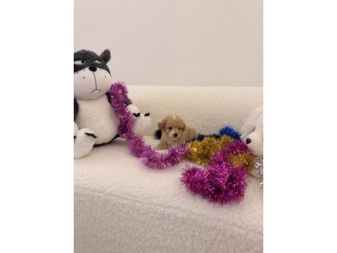 0 numara maltipoo yavrularımız