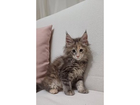 Şampiyonların torunu anne baba şecereli kedimiz