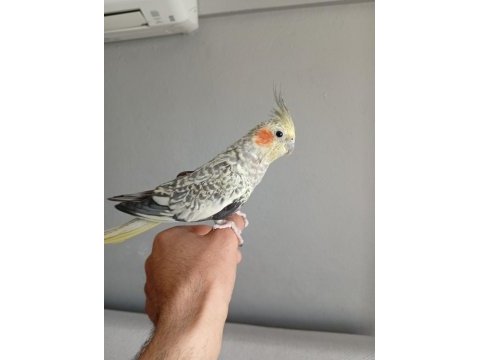 Full evcil sultan papağanı erkek ısırma tıslama yok