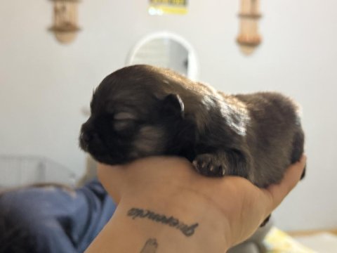 Dişi erkek pomeranian boo