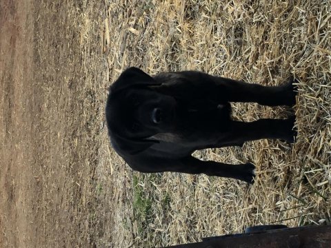 Cane corso 4 aylık