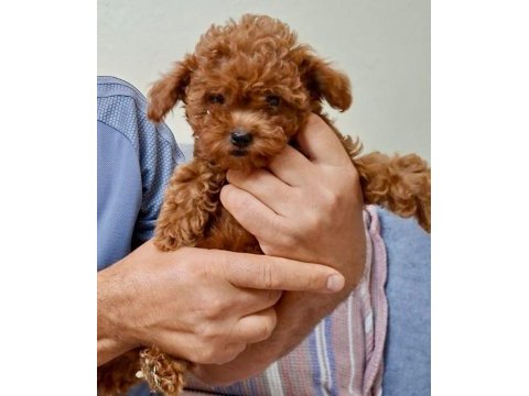2 aylık toy poodle