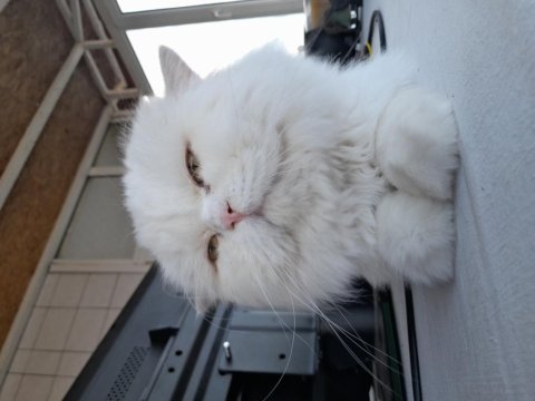 Ücretsiz british longhair erkek