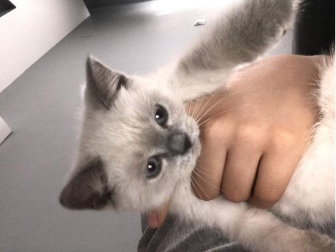 British shorthair blue point dişi