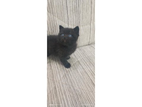 British shorthair en uygunu