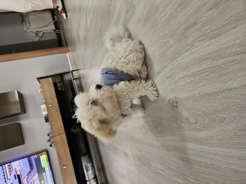 Dünya güzeli orjinal maltipoo yavrum