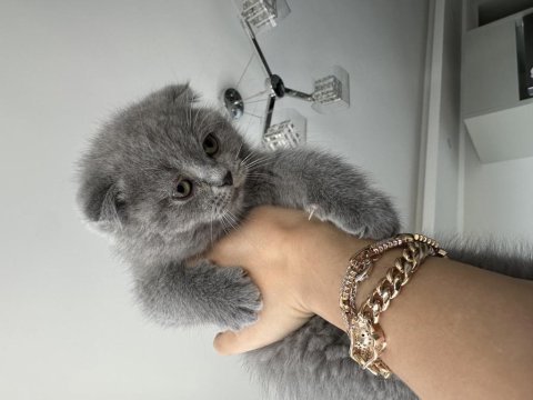 British shorthair kedimiz
