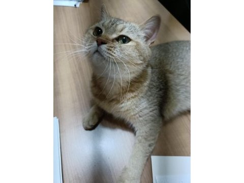 British shorthair kedimizi sahiplendirmek istiyorum