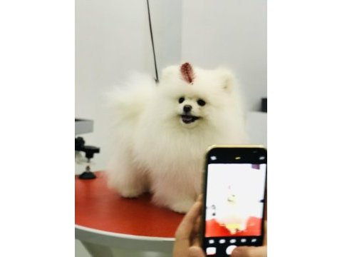 Bulgaristan dan gelme pomeranian ırkının en iyisi
