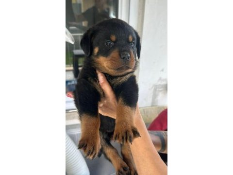 Aşıları tam rottweiler yavrular erkek ve dişi