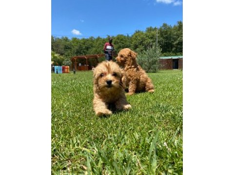 Oyuncu ve zeki maltipoo yavrulari 
