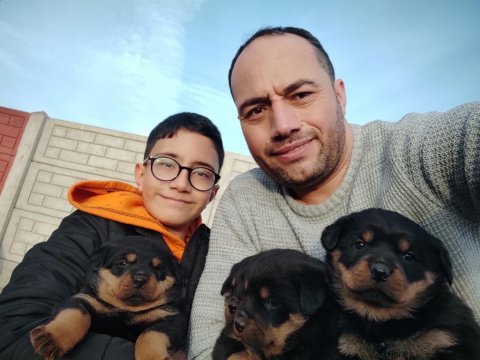 Yavru rottweiler