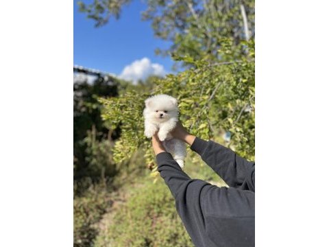 Pomeranian boo bebekler
