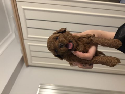 Orjınal dark red toy poodle yavrularım