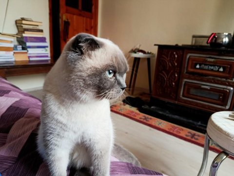Çok uysal bakımlı temiz eğitimli güzel gözlü scottish fold