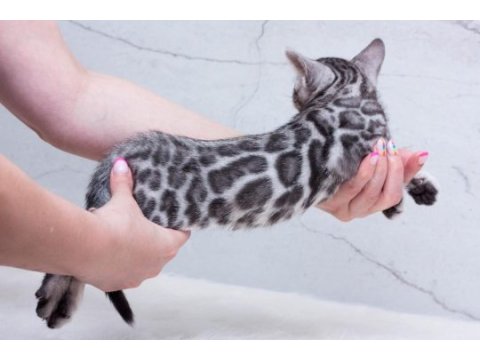 Silver bengal kittens wcf pedigree ozyfelines