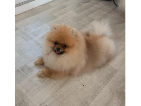 Pomeranian boo köpeği