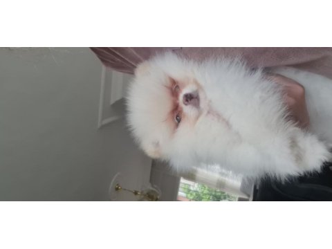 Show kalite pomeranian boo
