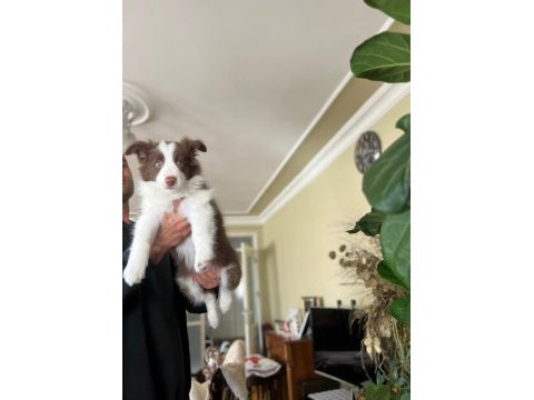 Son iki dişi şecereli border collie yavrular hızlı olana