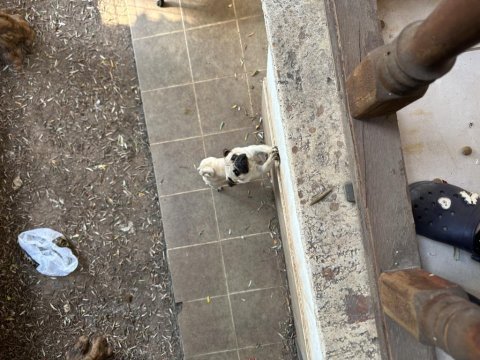 1 yaşında safkan pug